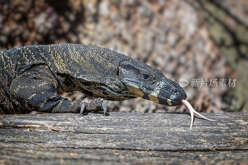 花边监视器巨蜥(Varanus varius)